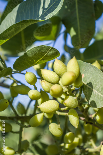 Green pistachios grow on a tree