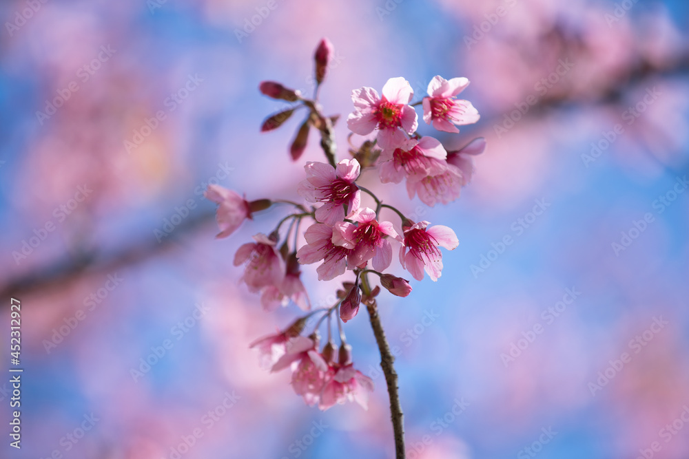 Wild Himalayan cherry or Thailand Sakura, which is pinkish white in color flowers. Wild Himalayan cherry or Thailand Sakura, which is pinkish white in color flowers.