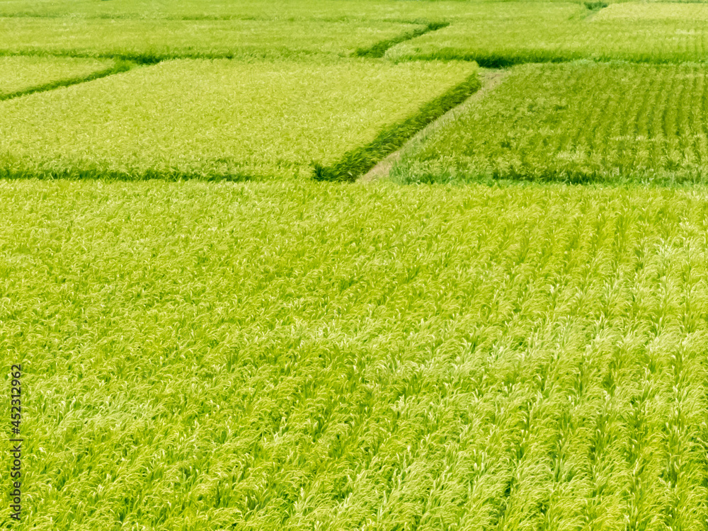 京都丹後　夏の田園風景