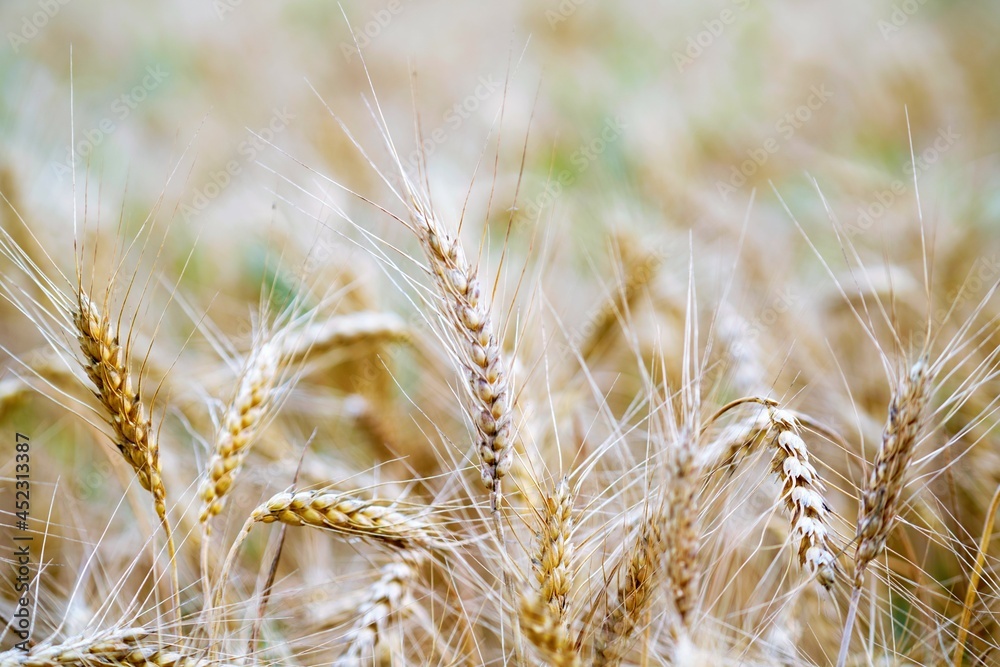 field of wheat field of wheat