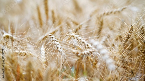 macro on golden wheat field