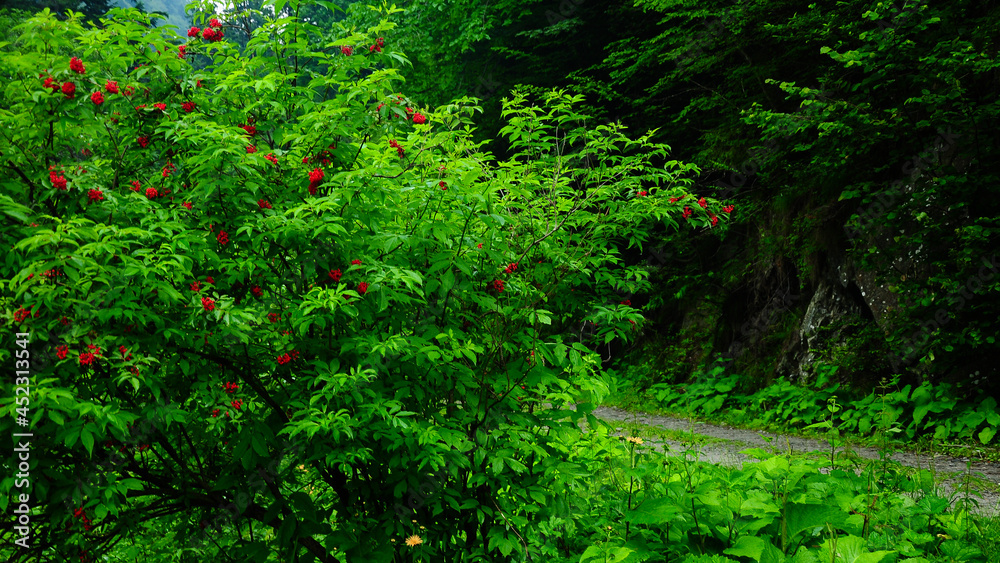 Bright green plants and red fruits in a mountainous forest in Parang Mountains. Rainy day, Carpathia, Romania.