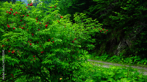Bright green plants and red fruits in a mountainous forest in Parang Mountains. Rainy day, Carpathia, Romania. © Alexandru V
