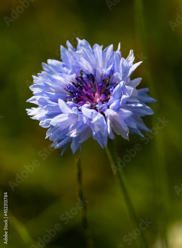 Kornblume