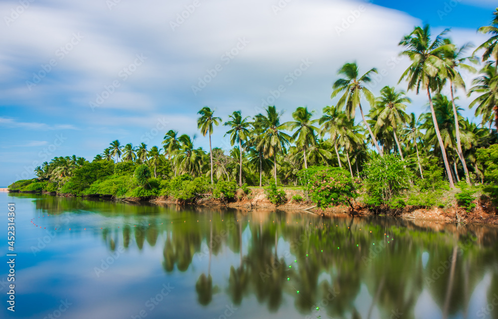 Coconut trees along with backwater.