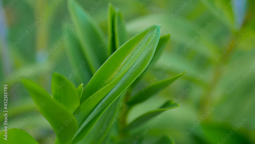 Nature view of green leaf on blurred greenery background in garden with copy space using as background natural green plants landscape, ecology, fresh wallpaper Nature view of green leaf on blurred greenery background in garden with copy space using as background natural green plants landscape, ecology, fresh wallpaper