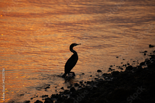 Socotra cormorant in the morning hours during sunrise, Bahrain