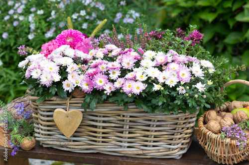 weiße und pink Chrysanthemen im Korb im Garten
