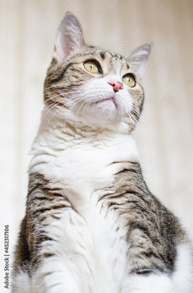 Portrait of a sitting cat, shooting angle from below. Selective focus. Contrasting color of cat's fur. A tabby cat with yellow-green eyes looks up to the right. Light colors. Selective focus .