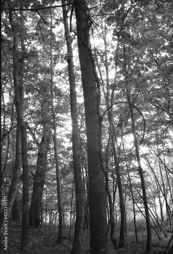 forest forest