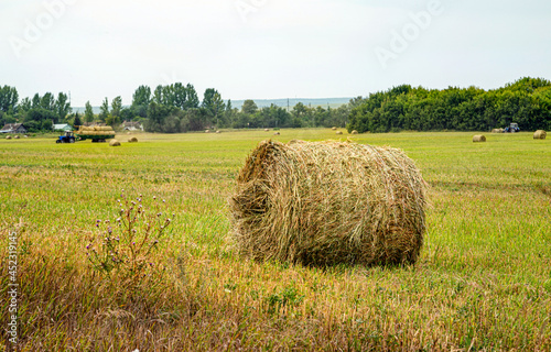 Haymaking. Rolls of hay in the field  harvest time.