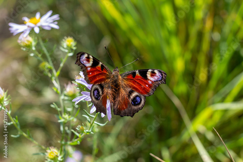 Peacock Butterfly (Lat.Aglais io, formerly Lat.Inachis io) on a field lilac aster flower