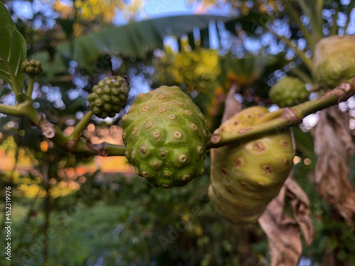Photography The green noni fruit is still attached to the stalk.