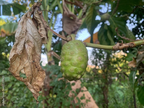 Obraz na plátně The green noni fruit is still attached to the stalk.