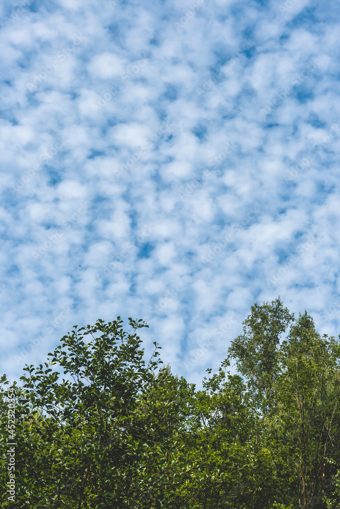 Obraz premium Altocumulus floccus clouds