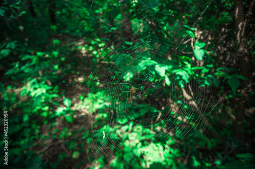 a web in a green impassable forest