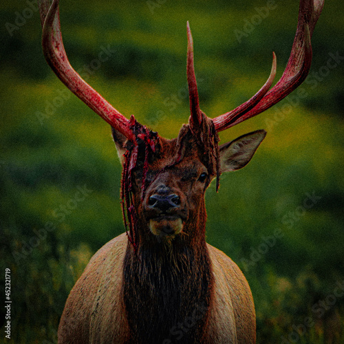 red deer stag