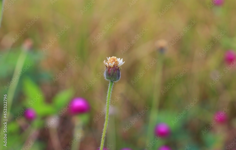 flower in the grass flower in the grass