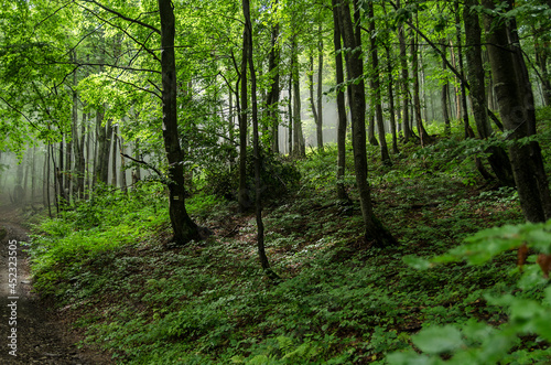 Bieszczadzki las  © wedrownik52