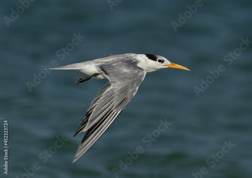 Greater Crested Tern in flight at Busaiteen coast, Bahrain