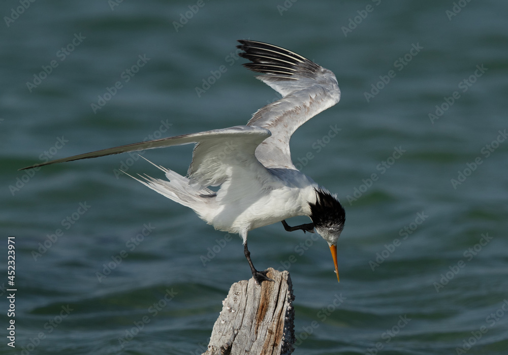 Greater Crested Tern rubbing its head perched on a wooden log at Busaiteen coast, Bahrain Greater Crested Tern rubbing its head perched on a wooden log at Busaiteen coast, Bahrain