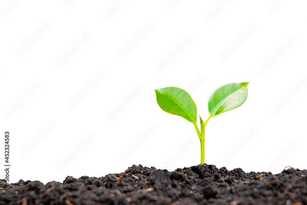 Plant growth concept with trees growing from soil on white background with the clipping path. Plant growth concept with trees growing from soil on white background with the clipping path.
