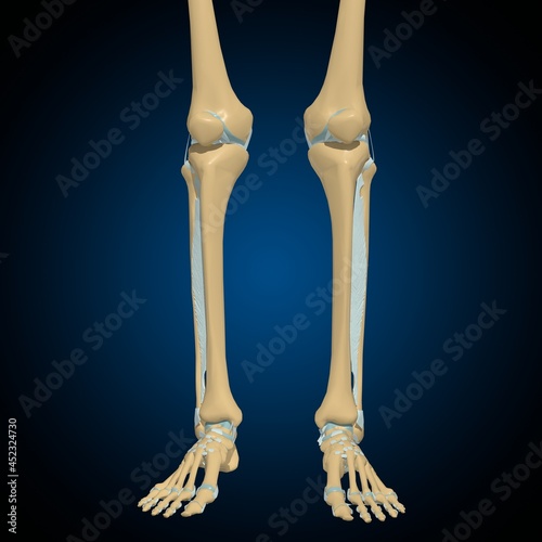 Human bones joints and ligaments Anatomy For Medical Concept 3D