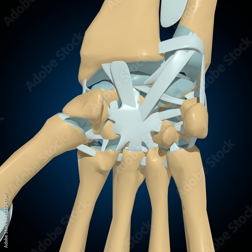 Human bones joints and ligaments Anatomy For Medical Concept 3D photo