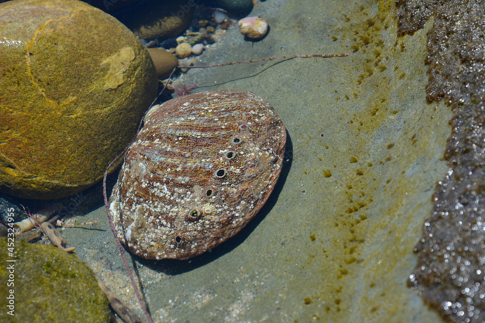 Abalone Shell in the Tide Pools in Laguna Beach, California. Abalone Shell in the Tide Pools in Laguna Beach, California.
