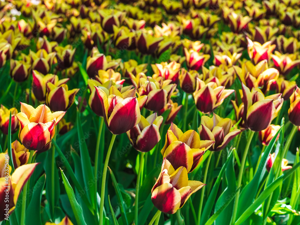 Obraz premium many beautiful yellow-burgundy tulips of the same variety on a flower bed in the park close-up