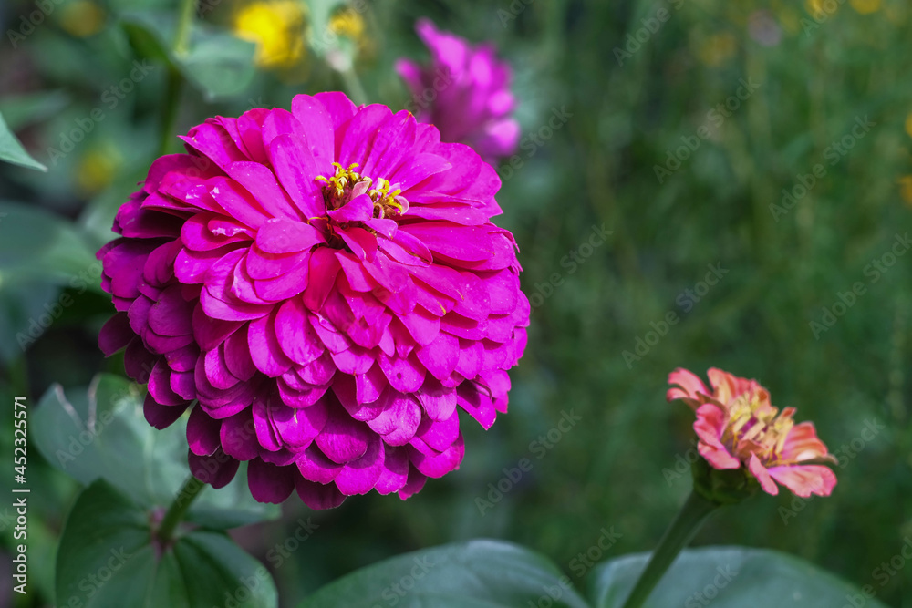 Beautiful flower in the garden. Bright colorful flower on a summer morning. Beautiful flower in the garden. Bright colorful flower on a summer morning.