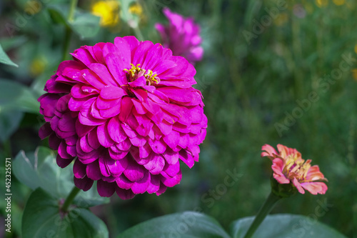Beautiful flower in the garden. Bright colorful flower on a summer morning.