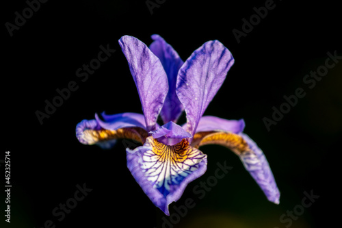 Purple iris close up on a black background