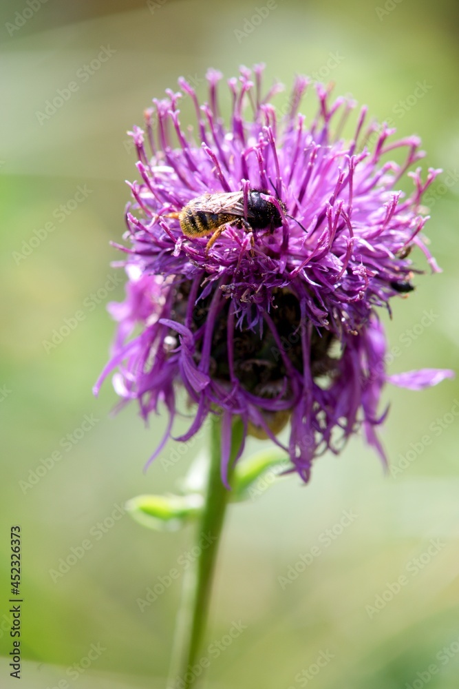 Cirsium vulgare - Common Tern is a strongly spiny weed plant with a stem up to 150 cm high, flowering with purple or light purple flowers. Cirsium vulgare - Common Tern is a strongly spiny weed plant with a stem up to 150 cm high, flowering with purple or light purple flowers.