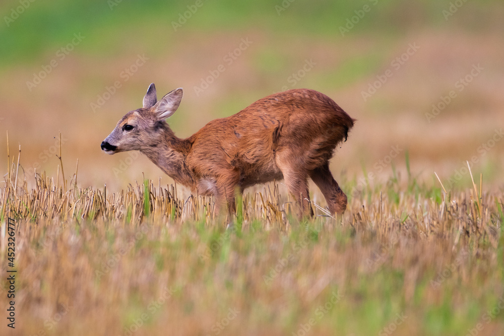 deer in the grass deer in the grass