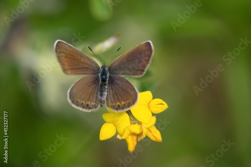 Butterfly sitting on a flower on a summer meadow. © venars.original