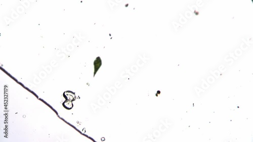 Little green Euglena is floating and spinning around itself in swamp water under microscope. An animal from Thailand is moving in the white area. Concept of life of microscopic creatures in our world. photo