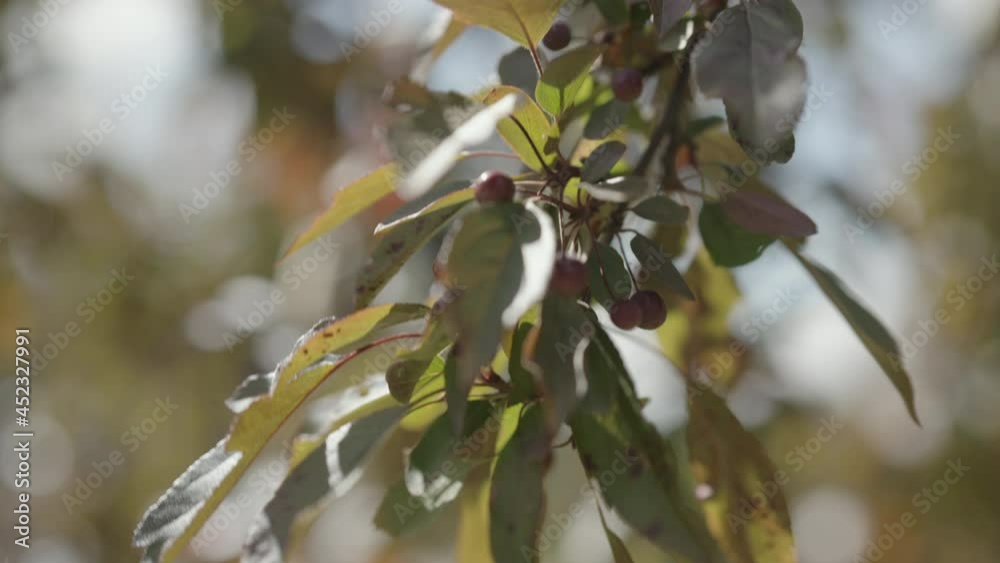Slow motion handheld shot of apple tree with small apples on a branch Slow motion handheld shot of apple tree with small apples on a branch