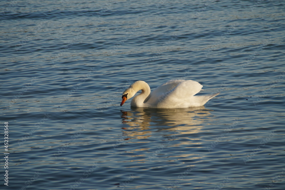 Obraz premium a beautiful swan basking in the evening sun on lake Constance in Germany 