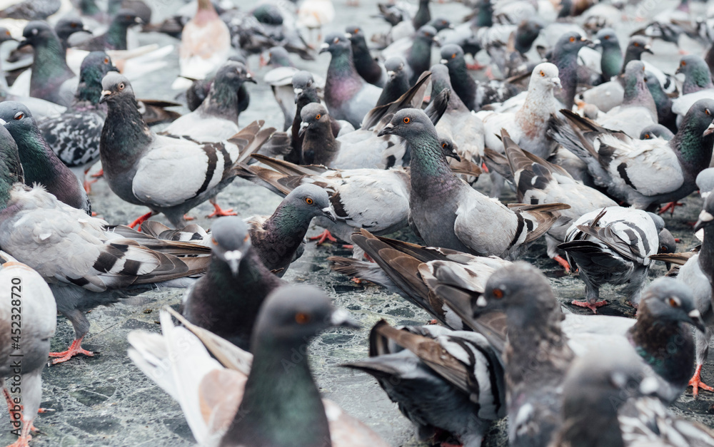 Obraz premium pigeons commiserating in the city square