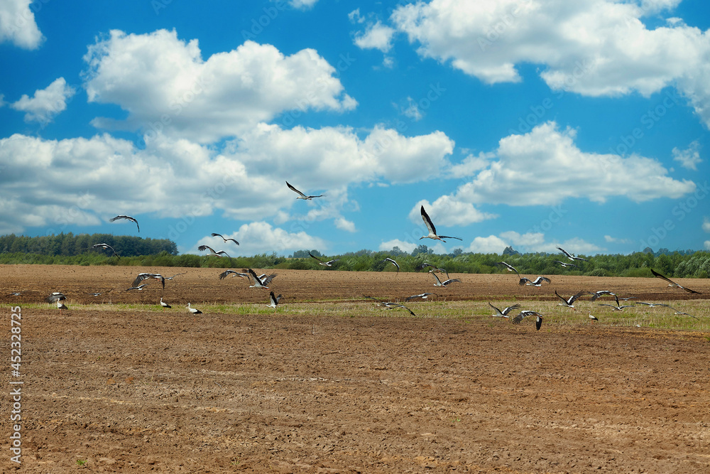 flock of storks lands on a plowed field in search of food