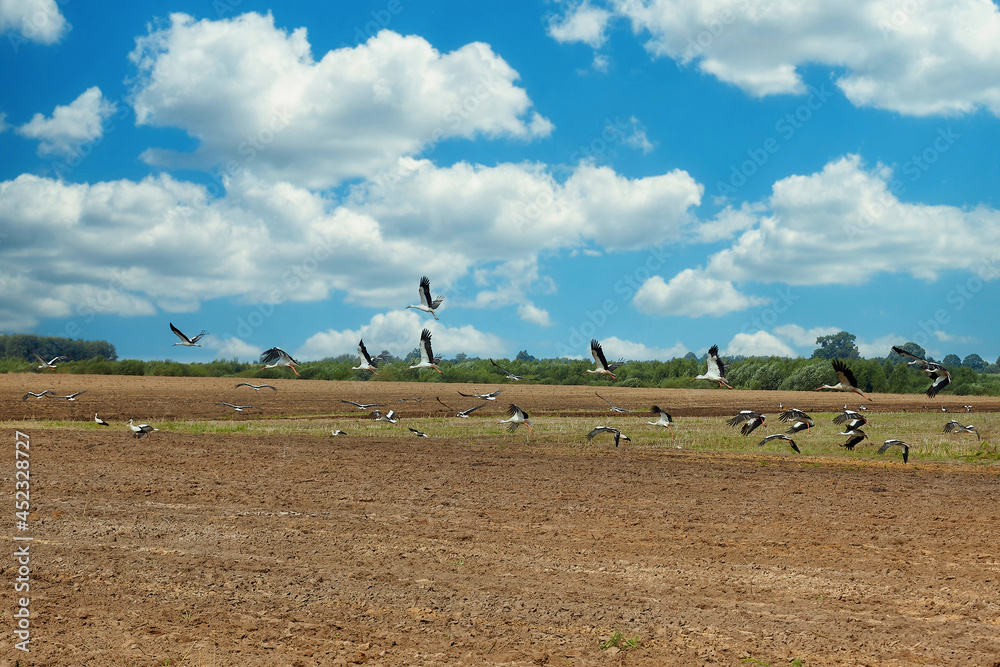flock of storks lands on a plowed field in search of food flock of storks lands on a plowed field in search of food