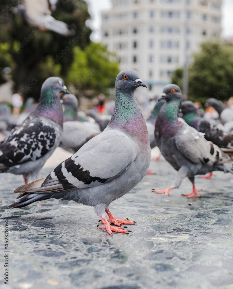 Obraz premium group of pigeons gathered in the city