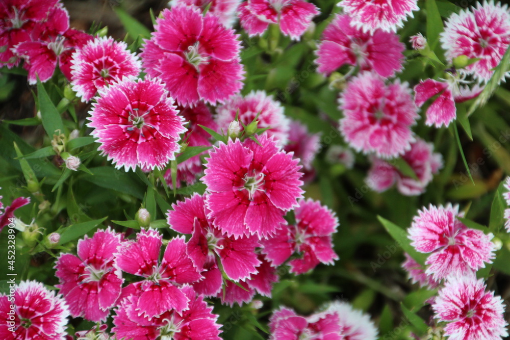 Pink In The Garden, Banff National Park, Alberta Pink In The Garden, Banff National Park, Alberta