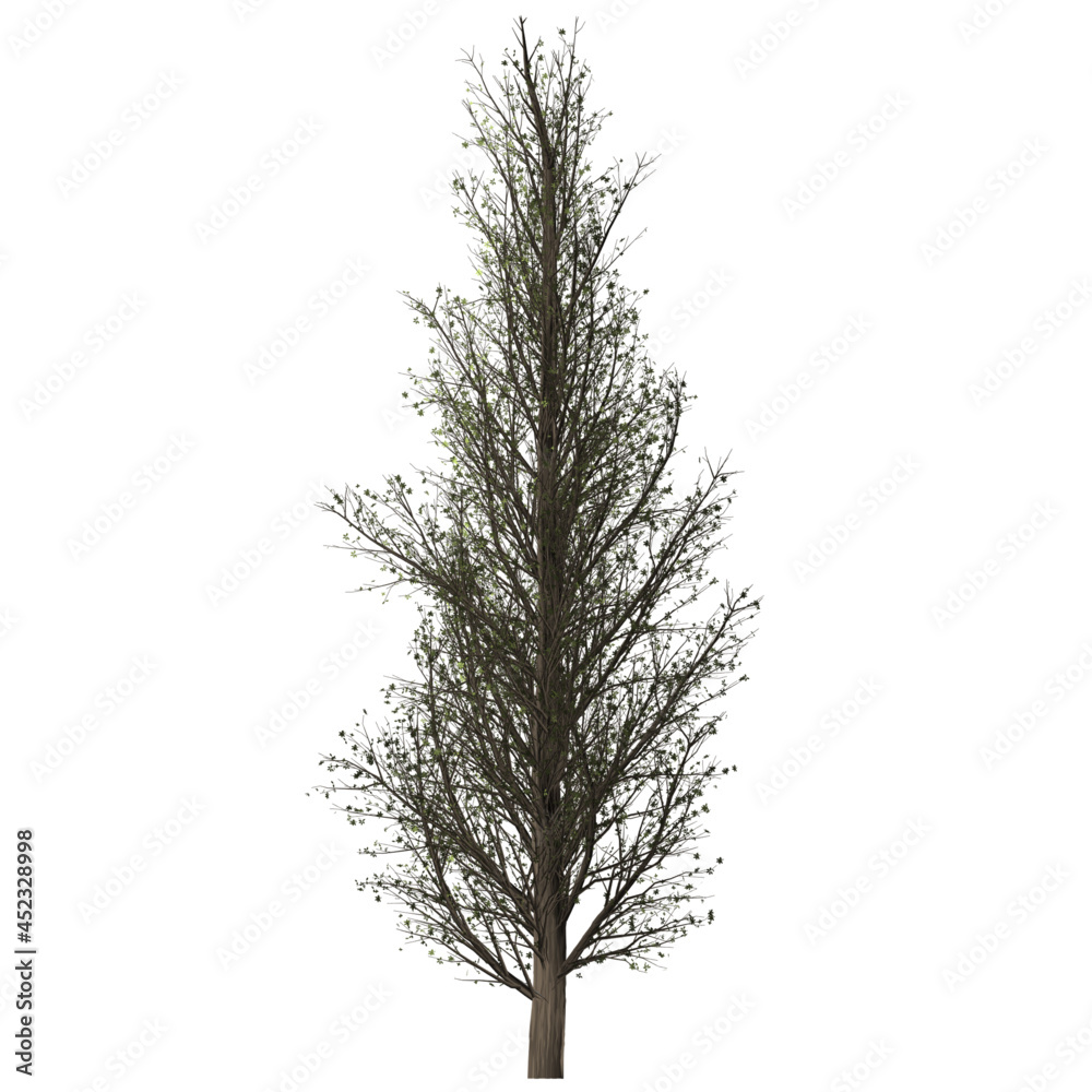 Fototapeta premium tree isolated on white background