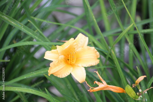 Lily In Bloom, Banff National Park, Alberta