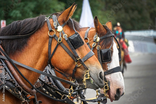 Horses during parade with blinders on