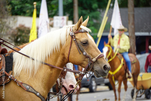 Foto Close-up of Horse being ridden during parade
