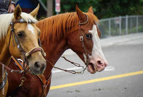 Horses with harness on © jdoms