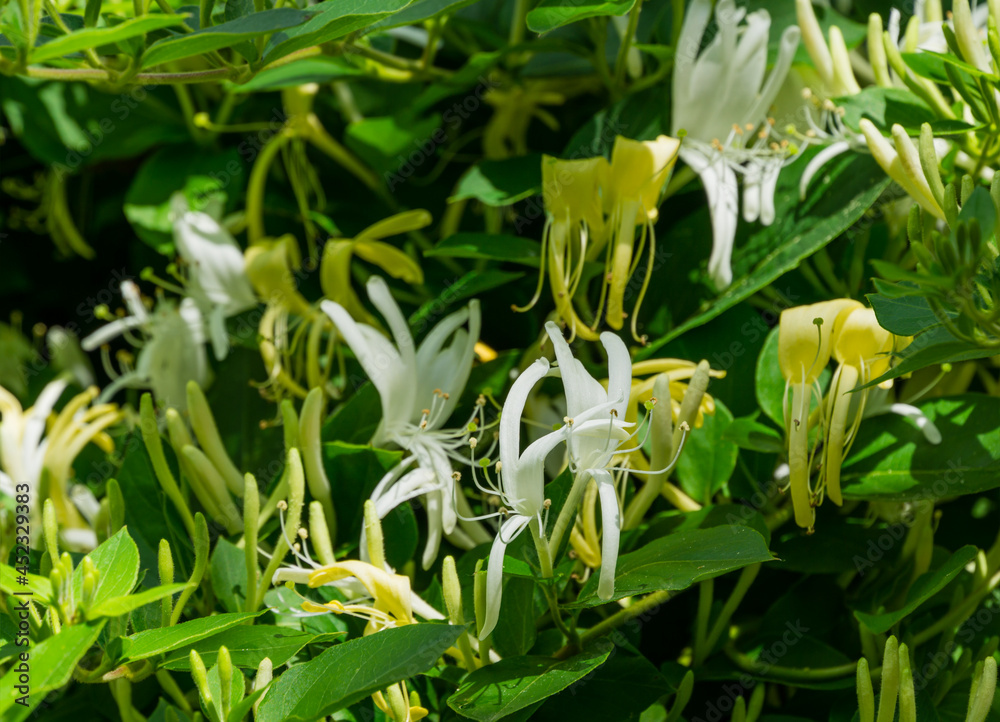 Obraz premium Close-up of white and yellow flower of Lonicera japonica, known as Japanese honeysuckle and golden-and-silver honeysuckle. Evergreen flowering fragrant liana possibly Lonicera giraldii.